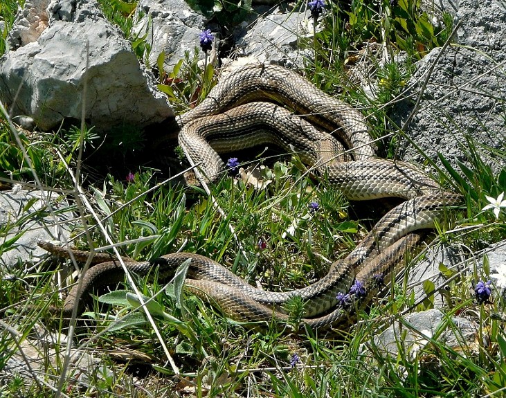 Elaphe quatuorlineata....???? accoppiamento